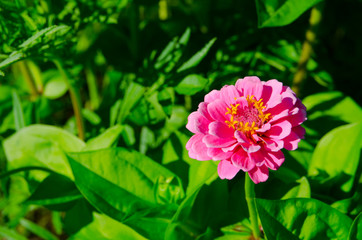 Obraz premium Beautiful close-up pink Zinnia elegans flower in a spring season at a botanical garden.