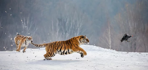 Keuken foto achterwand Tijger Siberische tijgers in een besneeuwde open plek vangen hun prooi. Zeer dynamische opname. China. Harbin. provincie Mudanjiang. Hengdaohezi-park. Siberisch tijgerpark. Winter. Harde vorst. (Panthera tgris altaica)