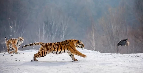Crédence de cuisine en plexiglas Tigre Siberian tigers in a snowy glade catch their prey. Very dynamic shot. China. Harbin. Mudanjiang province. Hengdaohezi park. Siberian Tiger Park. Winter. Hard frost. (Panthera tgris altaica)