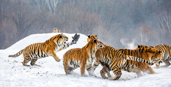 Siberian tigers in a snowy glade catch their prey. Very dynamic shot. China. Harbin. Mudanjiang province. Hengdaohezi park. Siberian Tiger Park. Winter. Hard frost. (Panthera tgris altaica)