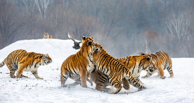 Siberian tigers in a snowy glade catch their prey. Very dynamic shot. China. Harbin. Mudanjiang province. Hengdaohezi park. Siberian Tiger Park. Winter. Hard frost. (Panthera tgris altaica)