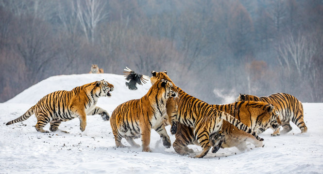 Siberian tigers in a snowy glade catch their prey. Very dynamic shot. China. Harbin. Mudanjiang province. Hengdaohezi park. Siberian Tiger Park. Winter. Hard frost. (Panthera tgris altaica)