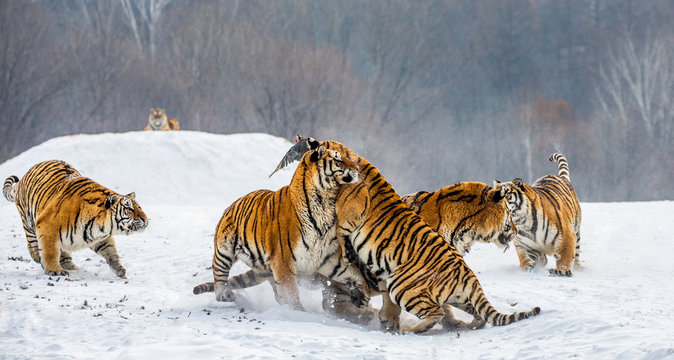 Siberian tigers in a snowy glade catch their prey. Very dynamic shot. China. Harbin. Mudanjiang province. Hengdaohezi park. Siberian Tiger Park. Winter. Hard frost. (Panthera tgris altaica)