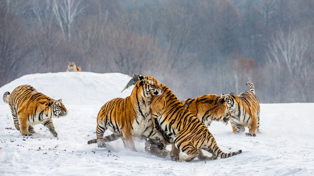 Siberian tigers in a snowy glade catch their prey. Very dynamic shot. China. Harbin. Mudanjiang province. Hengdaohezi park. Siberian Tiger Park. Winter. Hard frost. (Panthera tgris altaica)