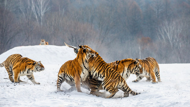 Siberian tigers in a snowy glade catch their prey. Very dynamic shot. China. Harbin. Mudanjiang province. Hengdaohezi park. Siberian Tiger Park. Winter. Hard frost. (Panthera tgris altaica)