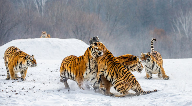 Siberian tigers in a snowy glade catch their prey. Very dynamic shot. China. Harbin. Mudanjiang province. Hengdaohezi park. Siberian Tiger Park. Winter. Hard frost. (Panthera tgris altaica)