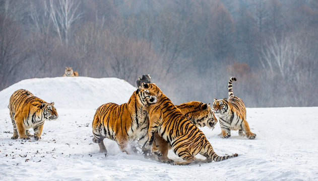 Siberian tigers in a snowy glade catch their prey. Very dynamic shot. China. Harbin. Mudanjiang province. Hengdaohezi park. Siberian Tiger Park. Winter. Hard frost. (Panthera tgris altaica)