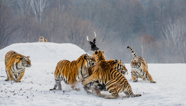 Siberian tigers in a snowy glade catch their prey. Very dynamic shot. China. Harbin. Mudanjiang province. Hengdaohezi park. Siberian Tiger Park. Winter. Hard frost. (Panthera tgris altaica)