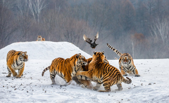 Siberian tigers in a snowy glade catch their prey. Very dynamic shot. China. Harbin. Mudanjiang province. Hengdaohezi park. Siberian Tiger Park. Winter. Hard frost. (Panthera tgris altaica)