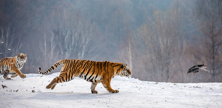 Siberian tigers in a snowy glade catch their prey. Very dynamic shot. China. Harbin. Mudanjiang province. Hengdaohezi park. Siberian Tiger Park. Winter. Hard frost. (Panthera tgris altaica)