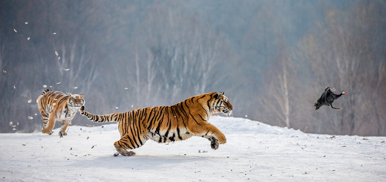 Siberian tigers in a snowy glade catch their prey. Very dynamic shot. China. Harbin. Mudanjiang province. Hengdaohezi park. Siberian Tiger Park. Winter. Hard frost. (Panthera tgris altaica)