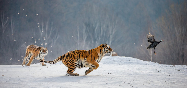 Siberian tigers in a snowy glade catch their prey. Very dynamic shot. China. Harbin. Mudanjiang province. Hengdaohezi park. Siberian Tiger Park. Winter. Hard frost. (Panthera tgris altaica)