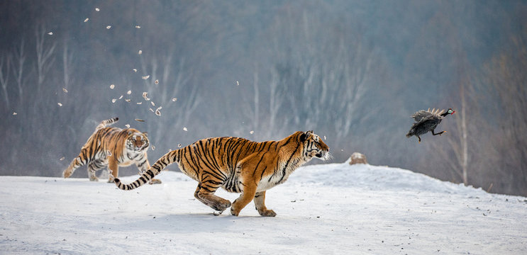 Siberian tigers in a snowy glade catch their prey. Very dynamic shot. China. Harbin. Mudanjiang province. Hengdaohezi park. Siberian Tiger Park. Winter. Hard frost. (Panthera tgris altaica)