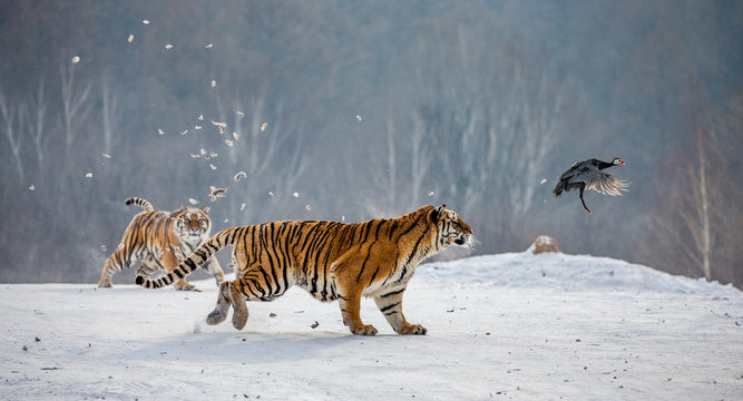 Siberian tigers in a snowy glade catch their prey. Very dynamic shot. China. Harbin. Mudanjiang province. Hengdaohezi park. Siberian Tiger Park. Winter. Hard frost. (Panthera tgris altaica)