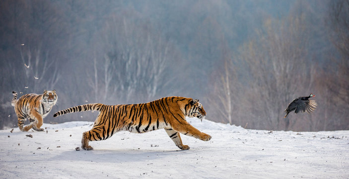 Fototapeta Siberian tigers in a snowy glade catch their prey. Very dynamic shot. China. Harbin. Mudanjiang province. Hengdaohezi park. Siberian Tiger Park. Winter. Hard frost. (Panthera tgris altaica)