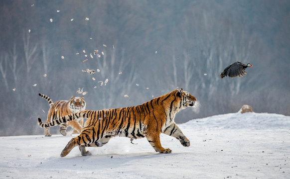 Siberian tigers in a snowy glade catch their prey. Very dynamic shot. China. Harbin. Mudanjiang province. Hengdaohezi park. Siberian Tiger Park. Winter. Hard frost. (Panthera tgris altaica)
