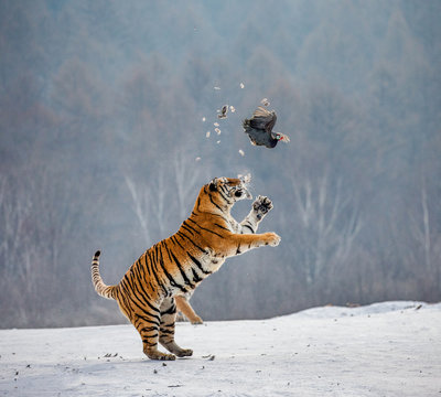Siberian tiger in a jump catches its prey. Very dynamic shot. China. Harbin. Mudanjiang province. Hengdaohezi park. Siberian Tiger Park. Winter. Hard frost. (Panthera tgris altaica)