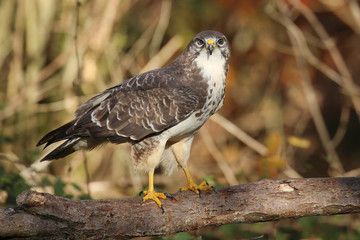 Buse variable.