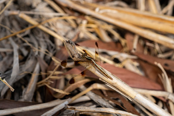 dragonfly on tree branch