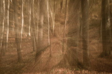 Fototapeta premium Schwindel im herbstlichen Wald