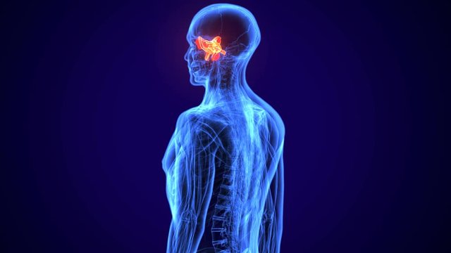 3d illustration of male  Anatomy Medical Imaging with highlighted area
