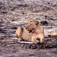 Lion (Panthera leo), Selous Game Reserve, Morogoro, Tanzania, Africa