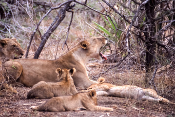 Lion (Panthera leo), Selous Game Reserve, Morogoro, Tanzania, Africa