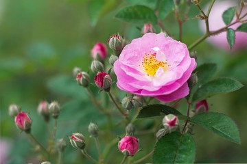 Rosa forrestiana