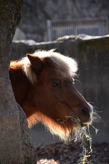 ポニー　かみね動物園　