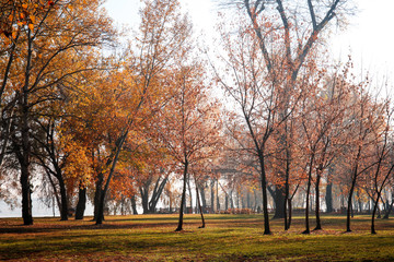 View of autumn park