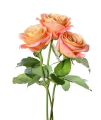Beautiful roses on white background