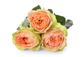 Beautiful roses on white background