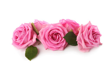 Beautiful pink roses on white background