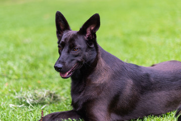 Beautiful black dog lying on grass