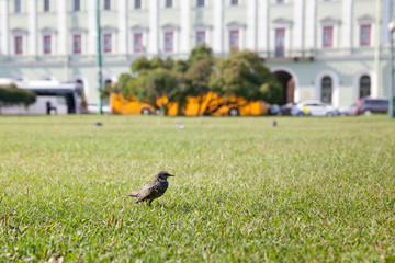 Bird thrush in the Park on the lawn.