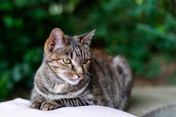 Tabby cat lying on a cushion.