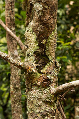 Fototapeta premium Lichen growing on tree trunk.