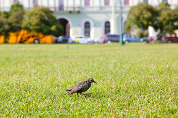 Bird thrush in the Park on the lawn.