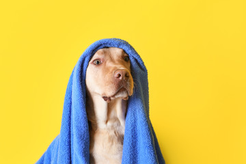 Cute dog with towel after washing on color background