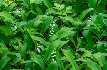 blooming lilies of the valley in nature