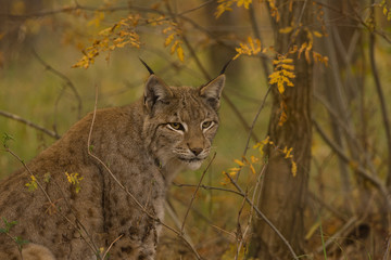 luchs
