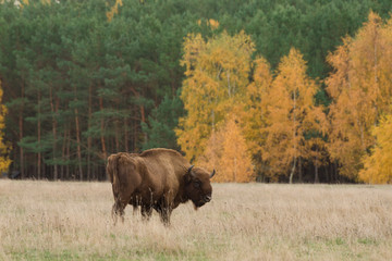 wisent