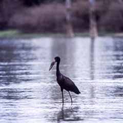 Openbilled Stork (Anastomus lamelligerus), Selous Game Reserve, Morogoro, Tanzania, Africa