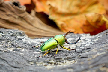 Beetle : Lamprima adolphinae or Sawtooth beetle is a species of stag beetle in Lucanidae family found on New Guinea and Papua. Selective focus, blurred background.