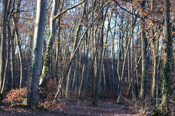 Bäume Sonnenaufgang Wald Winter