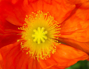 Macro of orange Poppy flower, close up at its yellow pollen in a spring season at a botanical garden.