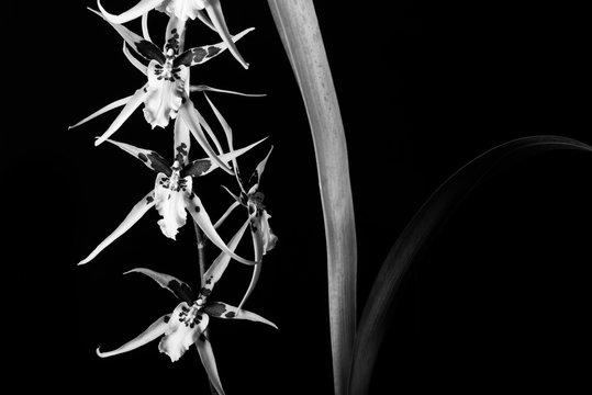 Brassidium orchid in black and white. © Jason