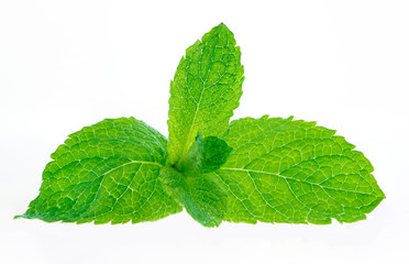 Fresh raw mint leaves isolated on white