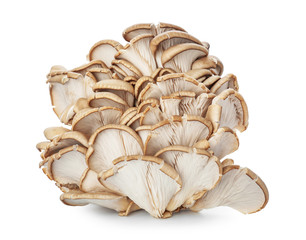 Raw mushrooms on white background