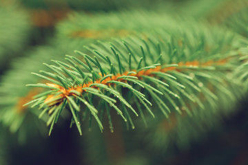 Naklejka na ściany i meble Brightly green prickly branches of a fur-tree or pine